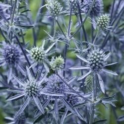 Zaden Eryngium planum, Verzenden, Volle zon
