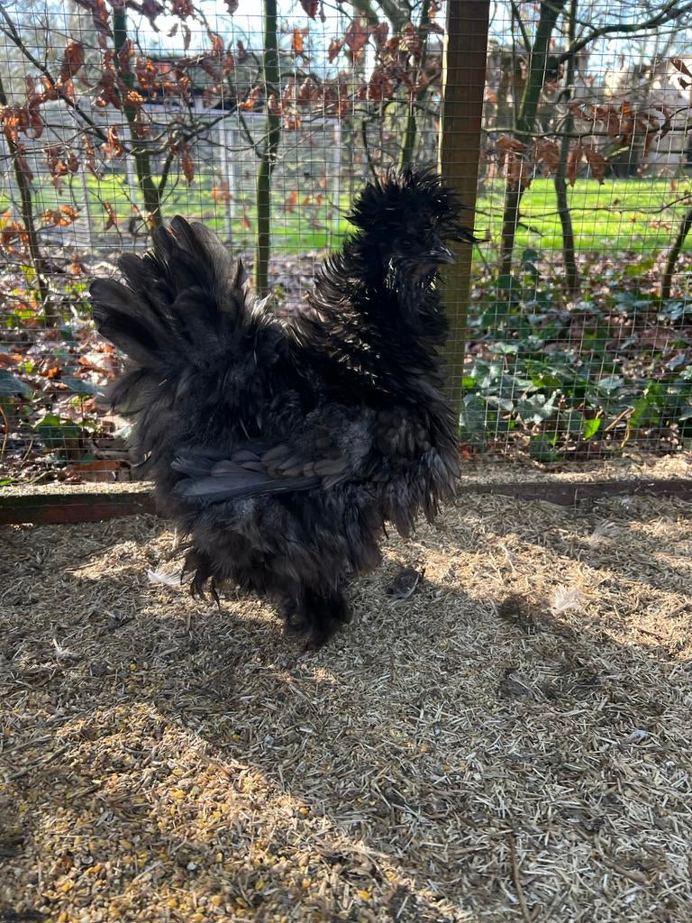 Prachtige TOP USA  zijdehoen PAAS BROEDEITJES OF KUIKENTJES, Dieren en Toebehoren, Pluimvee, Vrouwelijk, Kip