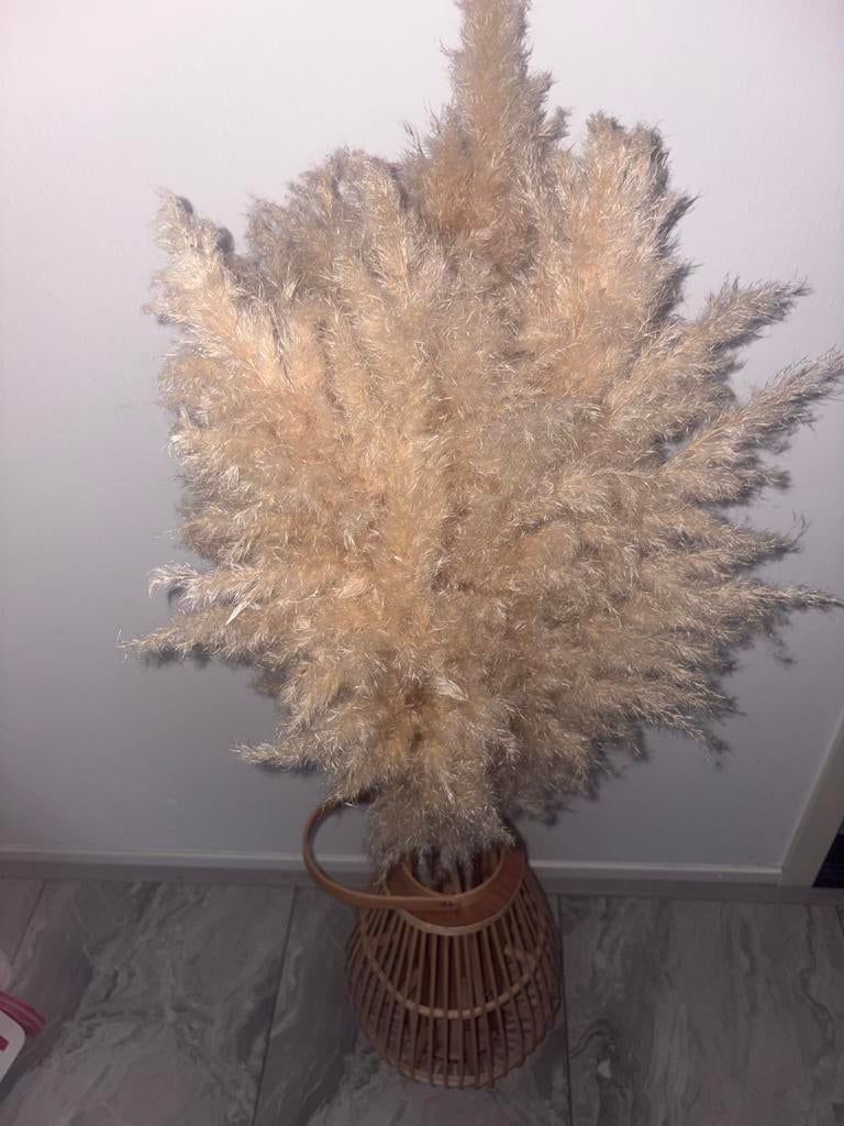 Pampas pluimen met vaas, Overige materialen, Gebruikt, Overige kleuren, Ophalen of Verzenden