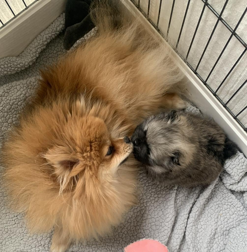 dwergkees/pomeriaan pup reutje met FCI stamboom, Parvo, Keeshond, Reu, 8 tot 15 weken