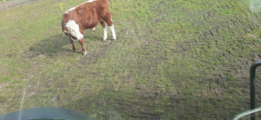 Stierkalf, Dieren en Toebehoren, Stalling en Weidegang