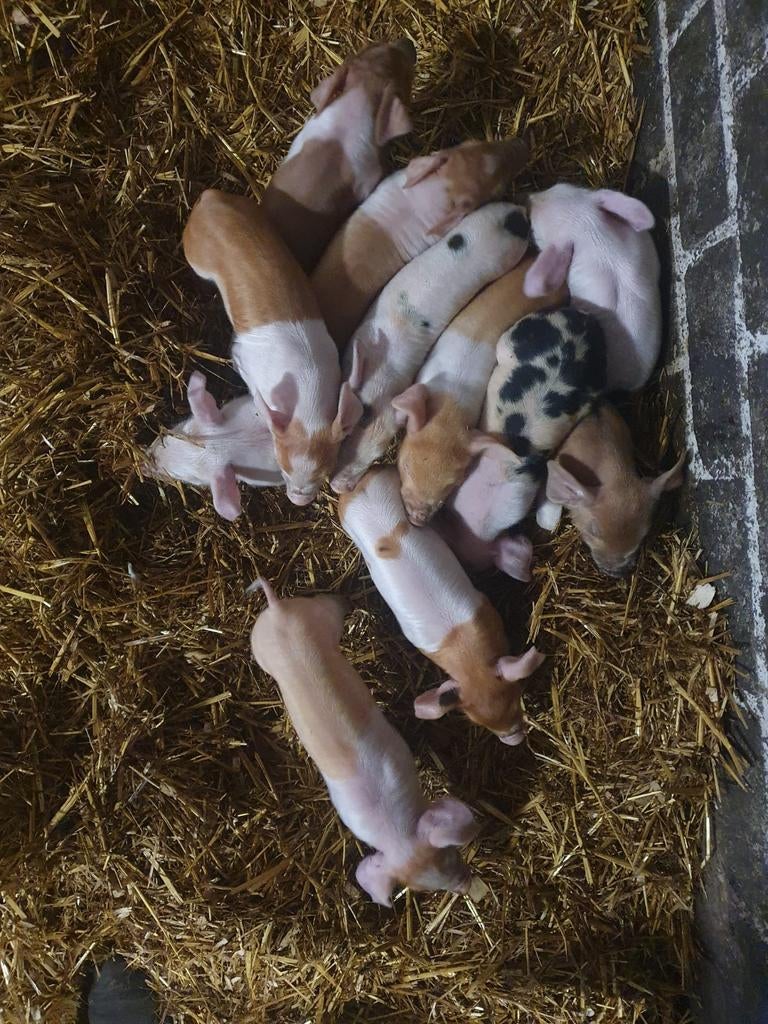 Begin mei biggen te koop, Dieren en Toebehoren, Schapen, Geiten en Varkens, Mannelijk, Geit