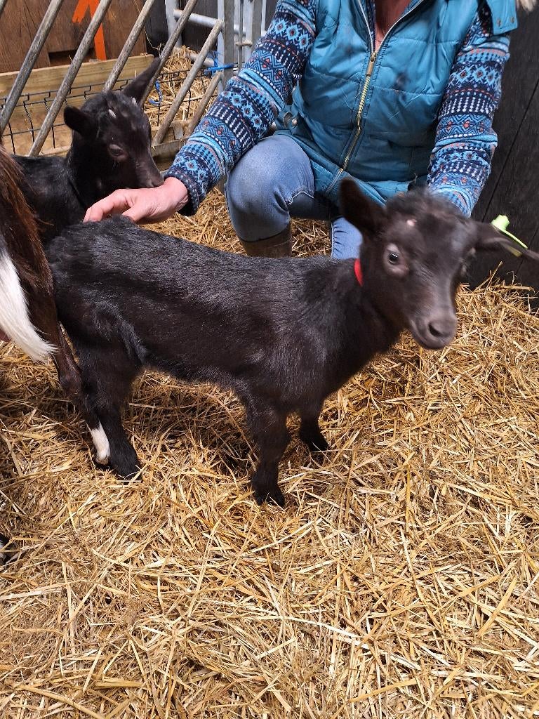 te koop 2 bokjes van bonte melkgeit, Mannelijk, Geit, 0 tot 2 jaar
