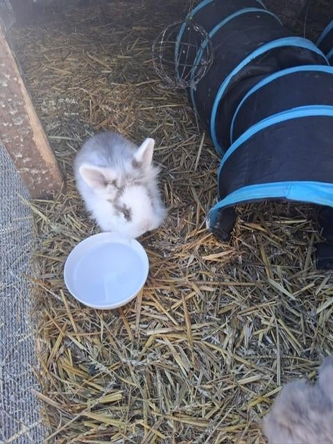 Hangoor konijntje, Dieren en Toebehoren, Konijnen, Vrouwelijk, Middelgroot, Hangoor, 0 tot 2 jaar