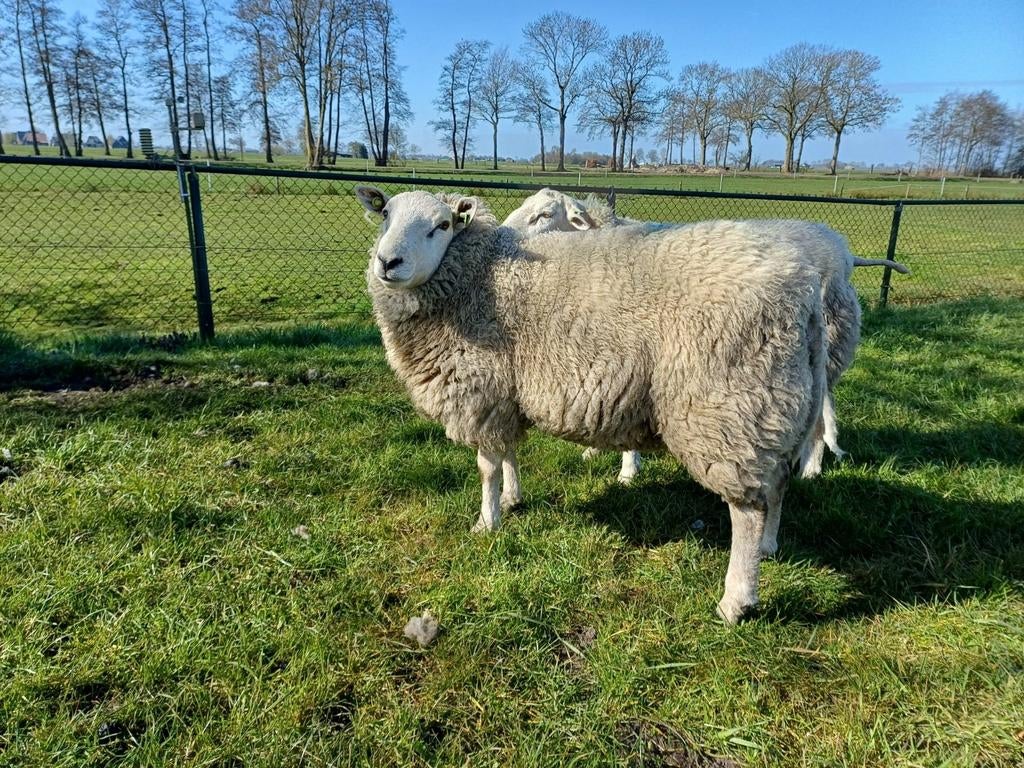 Swifter ram, Dieren en Toebehoren, Schapen, Geiten en Varkens, Mannelijk, Schaap