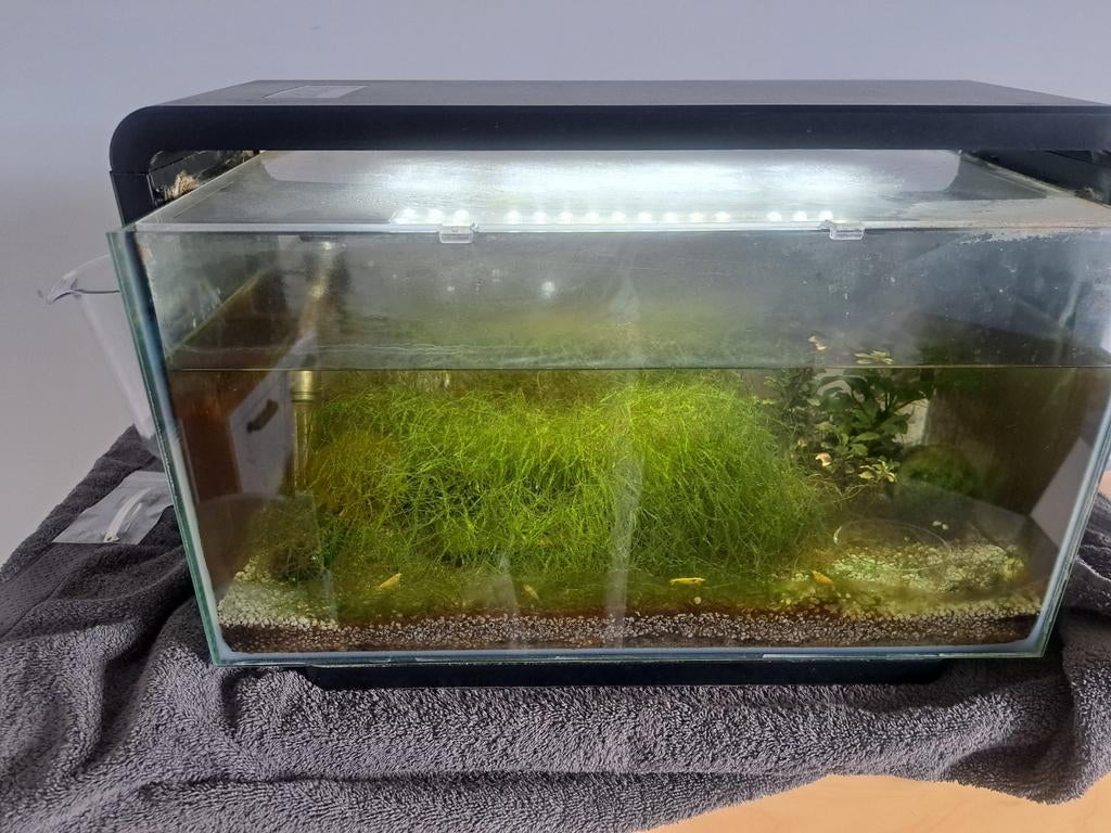 Superfish home 25, incl yellow striped garnalen, Ophalen, Leeg aquarium