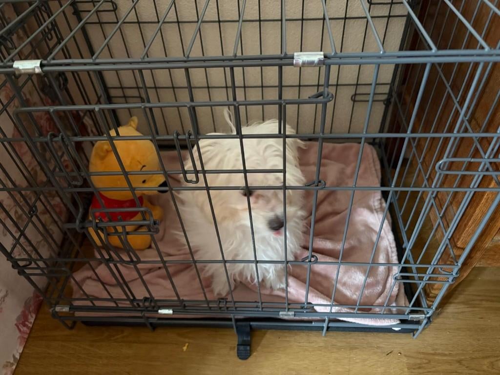 maltehezer hond, Maltezer, 15 weken tot 1 jaar, Teef, Parvo