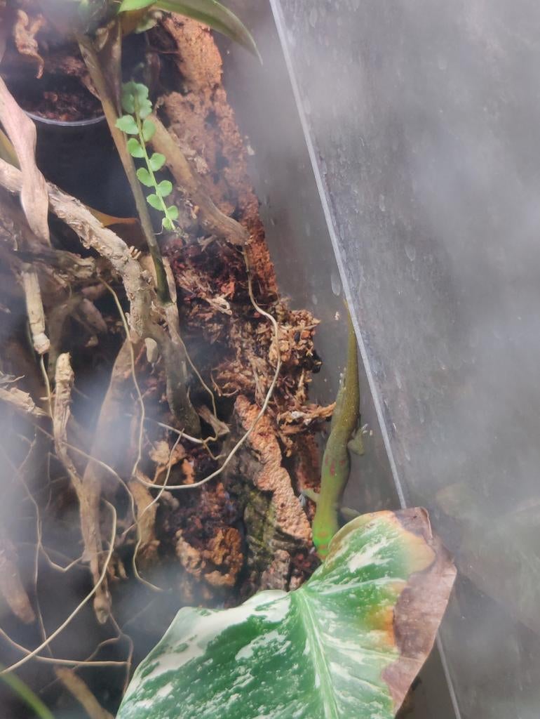 goudstofdaggekko (Phelsuma laticauda) nakweek, Dieren en Toebehoren, Hagedis, 0 tot 2 jaar