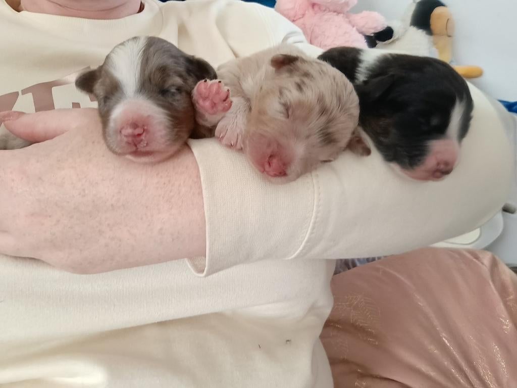 Australian Shepherd Pup, Dieren en Toebehoren, Honden | Herdershonden en Veedrijvers, Reu, 8 tot 15 weken, Meerdere, Herder