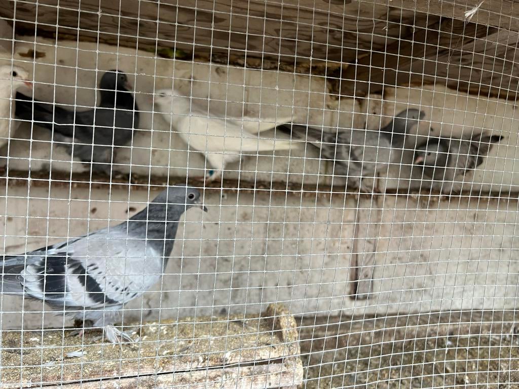 Te koop takla duiven Een cadeau voor niew beginners..!, Meerdere dieren, Overige soorten