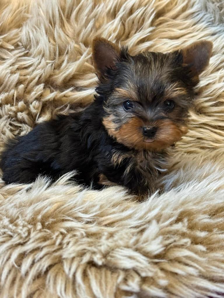 Yorkshire pupjes, Parvo, België, Overige rassen, 8 tot 15 weken