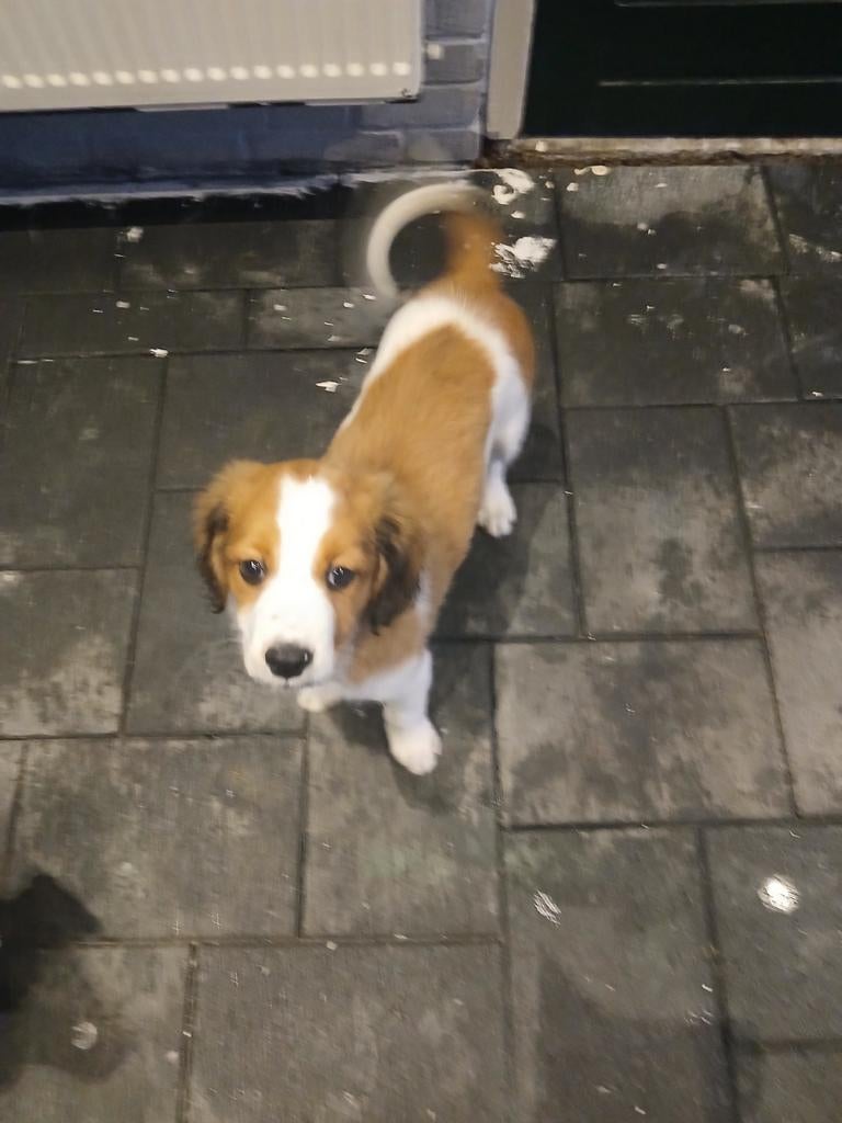 Wij hebben nog 1 ras zuivere kooiker reutje te koop, 8 tot 15 weken, Eén hond, Nederland, Particulier