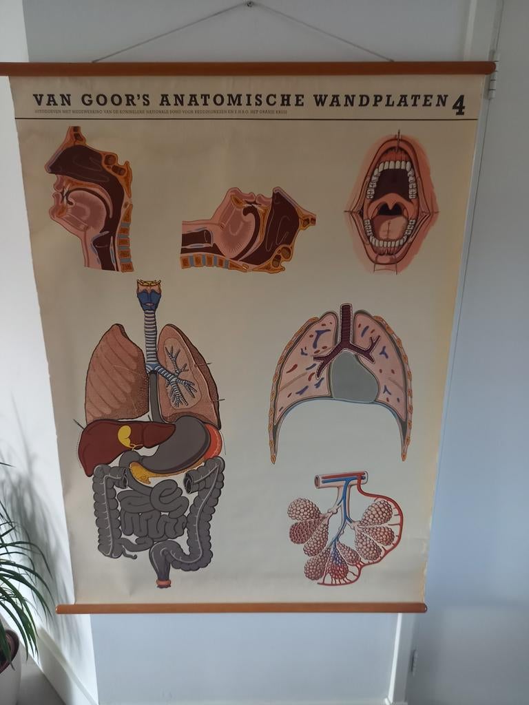 IN PERFECT ZIJNE OUDE LINNEN ,, ANATOMISCHE SCHOOLPLAAT VAN, Ophalen of Verzenden, Natuur en Biologie