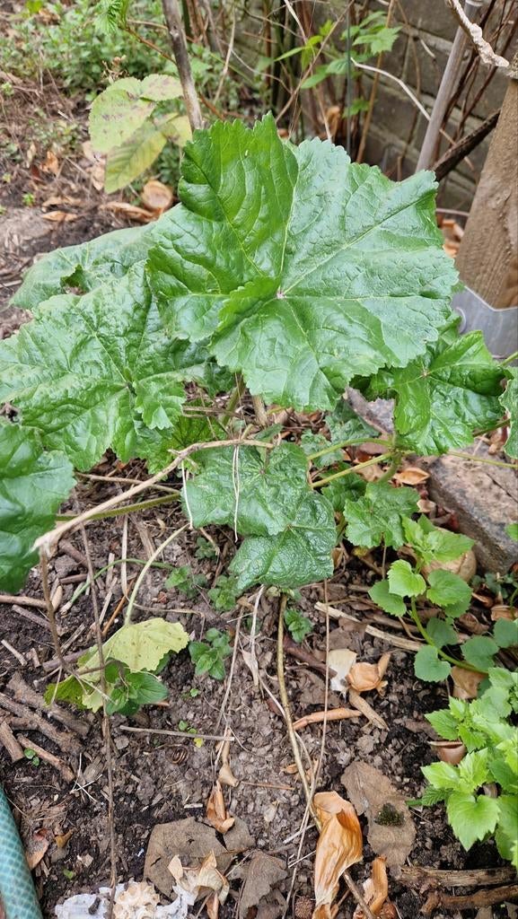 Biologisch kaasjeskruid nu 40 cm, Ophalen, Overige soorten, Volle zon