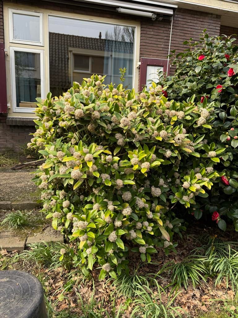 Skimmia plant, Tuin en Terras, Vaste plant, Halfschaduw, Lente, Ophalen