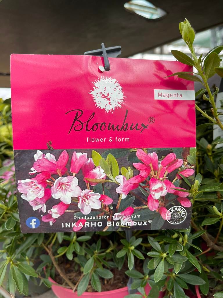 Bloombux - Rhododendron Magenta en Pink, Vaste plant, Halfschaduw, Zomer, Ophalen