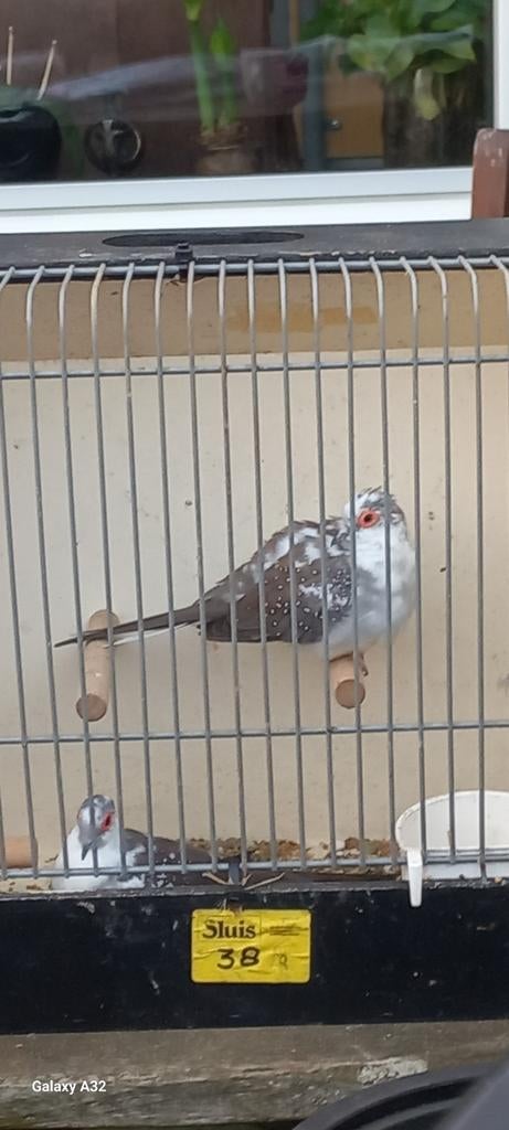 Mooie Bonte Diamantduiven, Dieren en Toebehoren, Vogels | Overige Vogels, Meerdere dieren