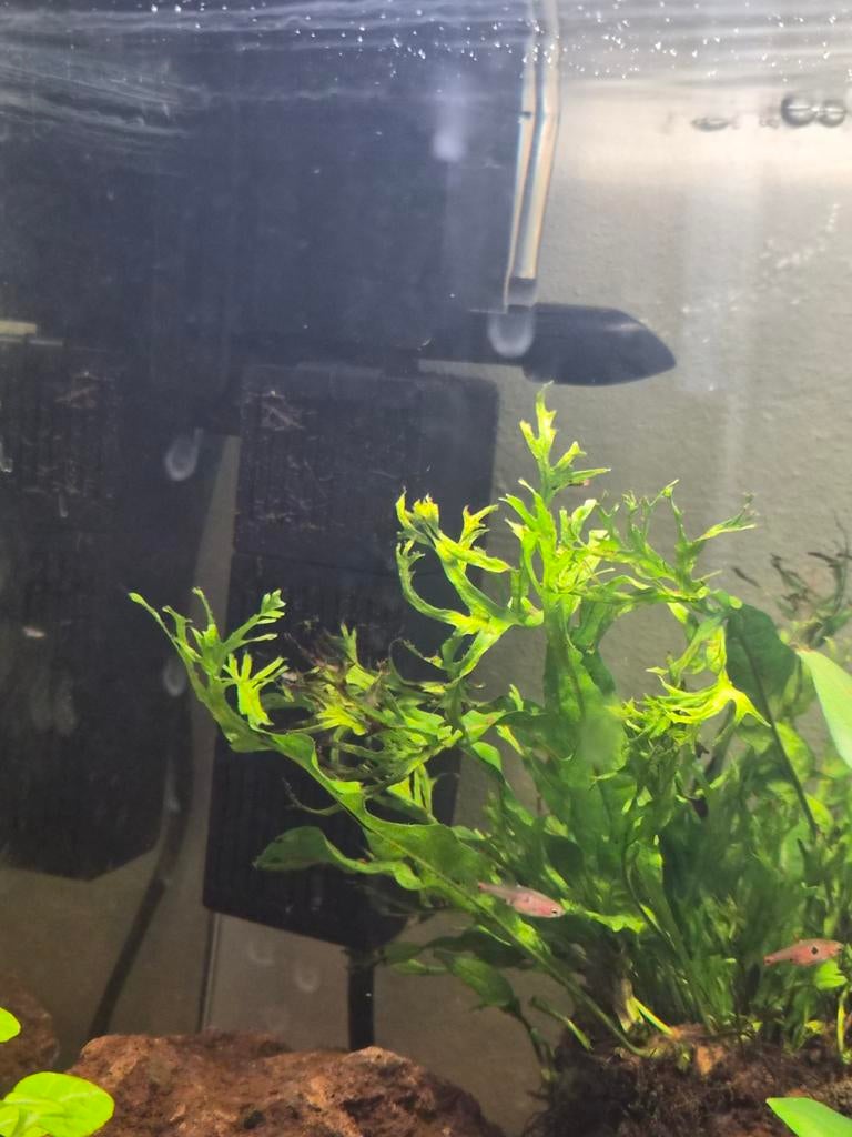 Shark pro nano 320 intern filter., Dieren en Toebehoren, Vis