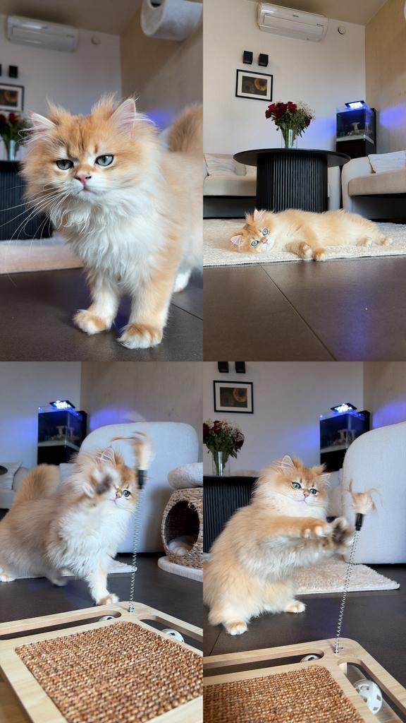 Britse langhaar dekkater ( NIET TE KOOP ! ), Kater, Met stamboom, 0 tot 2 jaar