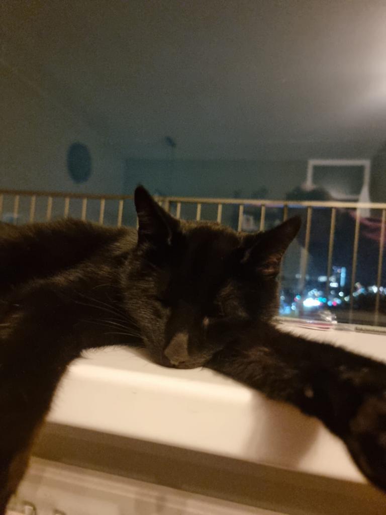 Honden- en kattenoppas in Den Haag (met knuffelgarantie!), Particuliere oppas