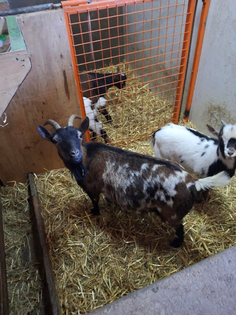 Prachtige dwerggeit met boklam te koop., Meerdere dieren, Geit, 3 tot 5 jaar