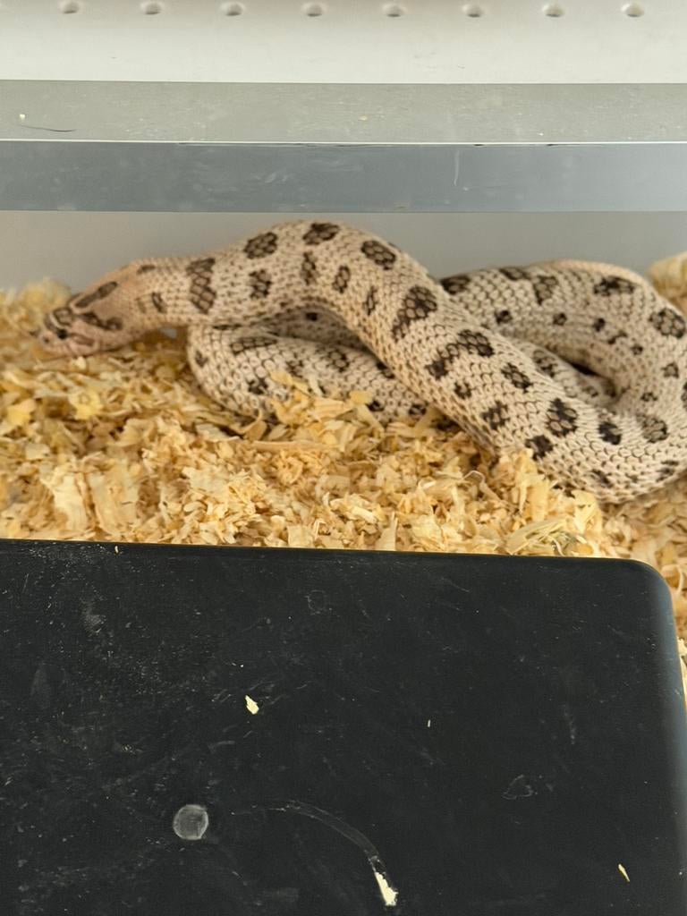 Haakneusslangen Super Arctic conda koppel Hognose Snake - female for sale from J