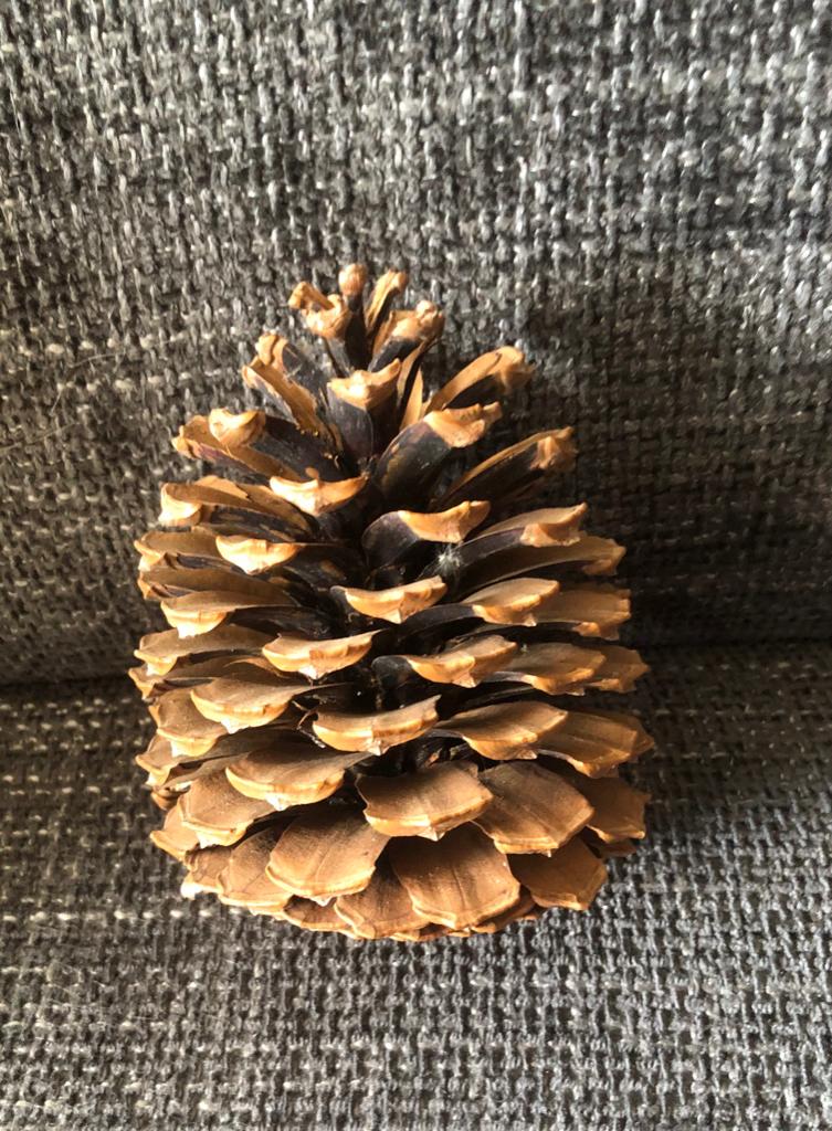 Decoratie dennenappel, Ophalen of Verzenden, Gebruikt