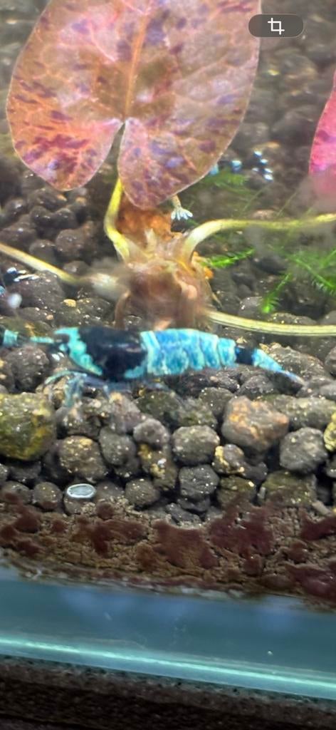 Shadow Mosura garnaal, Dieren en Toebehoren, Vissen | Aquariumvissen, Kreeft, Krab of Garnaal