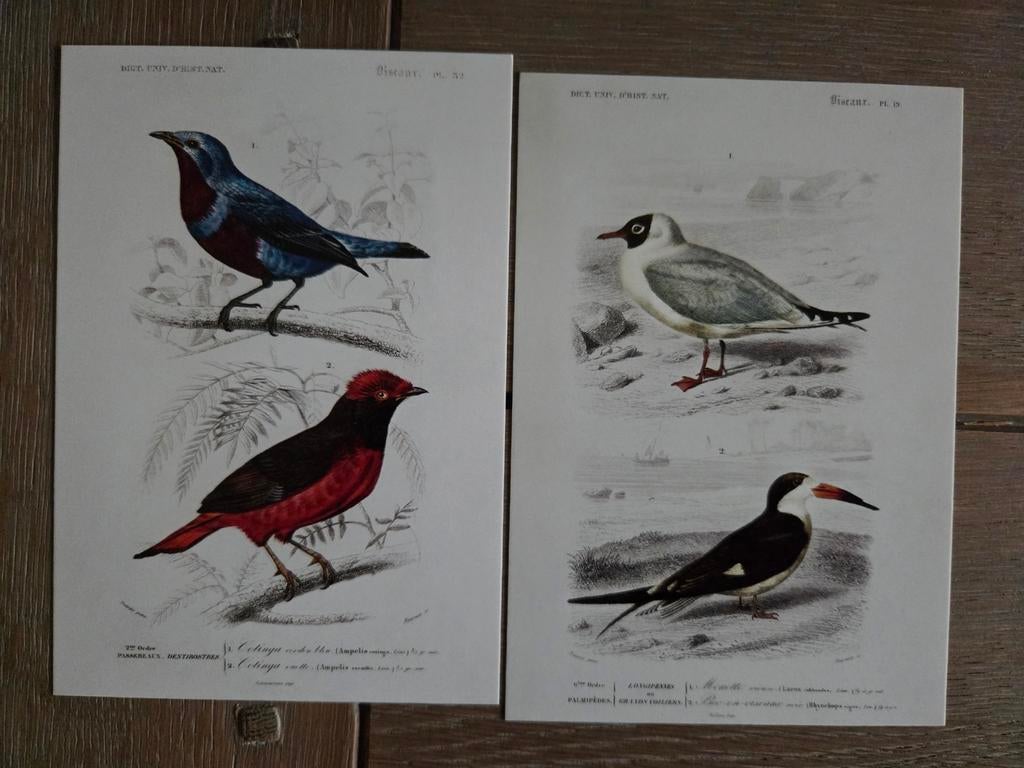 DIEREN 11 vogels, Ophalen, Hond of Kat