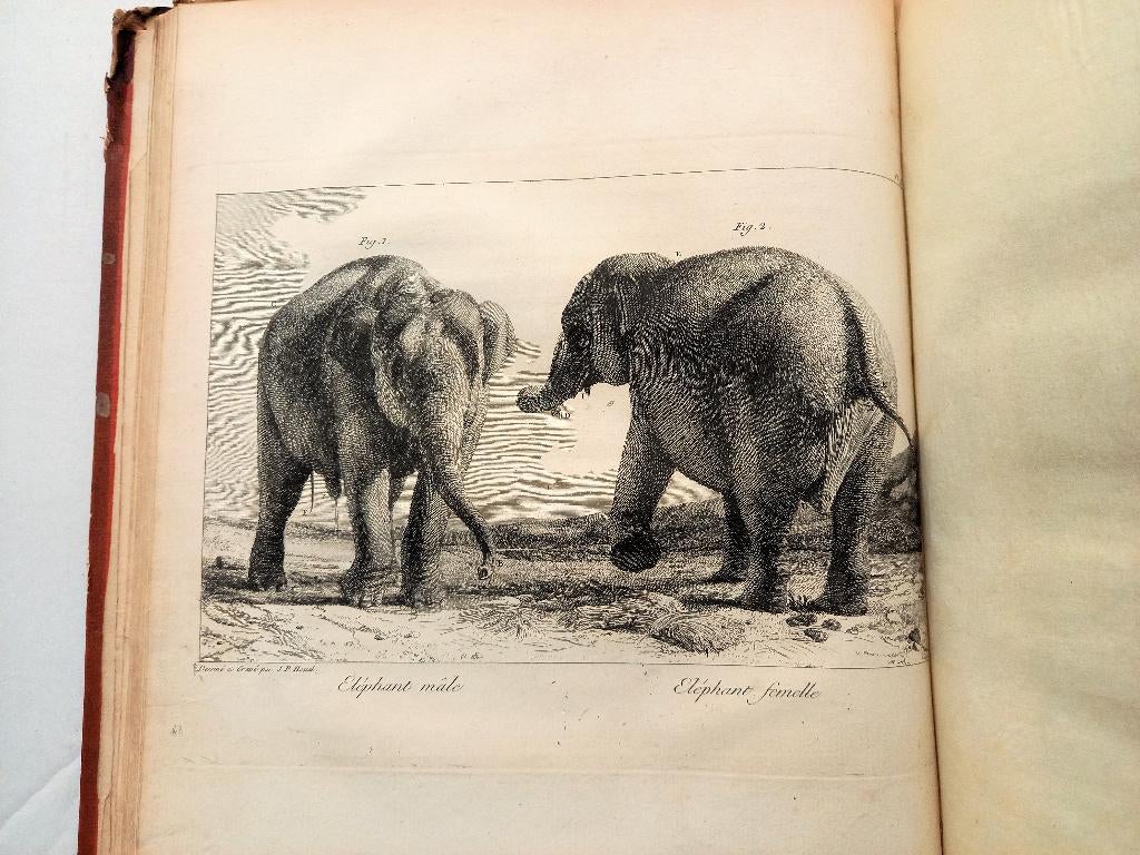 [Olifanten] Houel 1803 Histoire naturelle des deux Éléphants, Ophalen of Verzenden