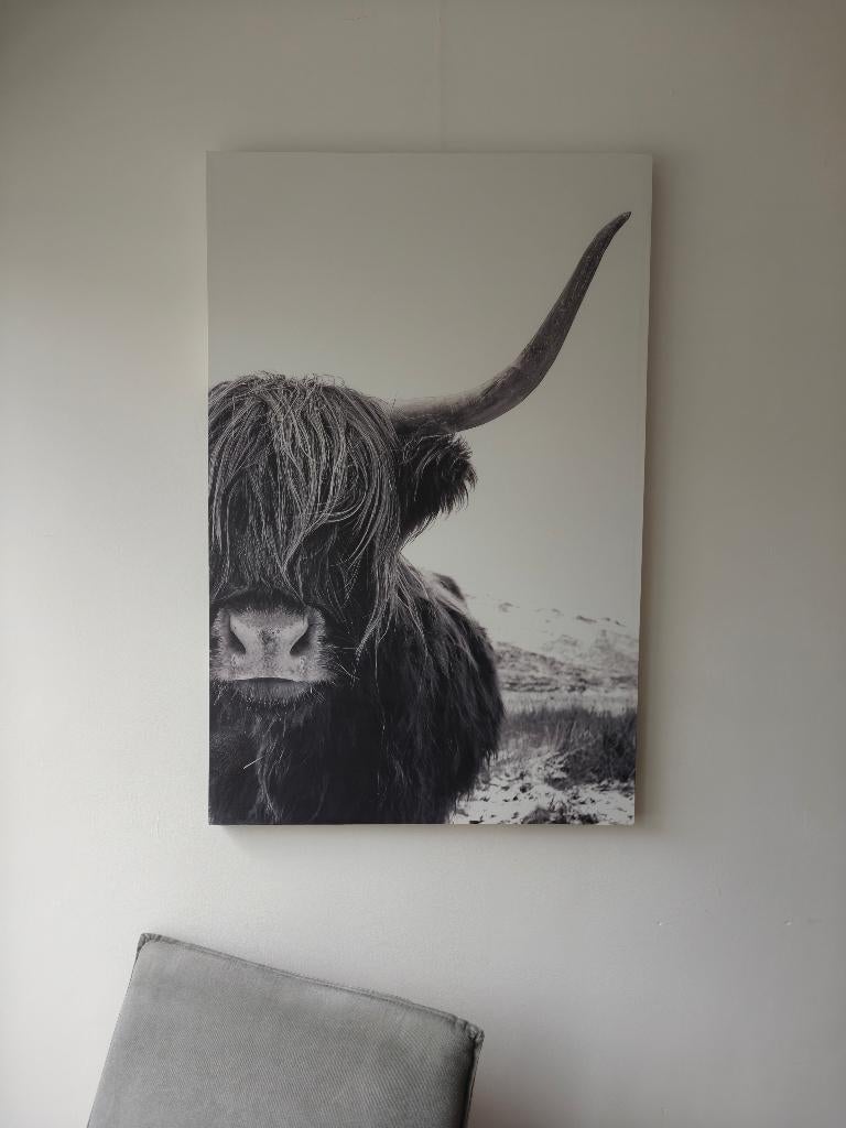 Canvas, schotse hooglander, 115 x 75, Ophalen, Gebruikt, Foto of Poster, 75 cm of meer