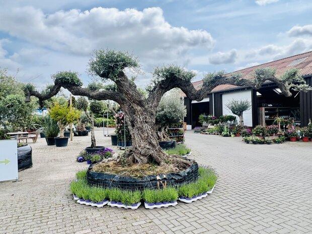 Olijfboom pon-pon - Olea Europaea - Stamomvang 175 - 200 cm, Ophalen of Verzenden, Olijfboom, 250 tot 400 cm, Zomer