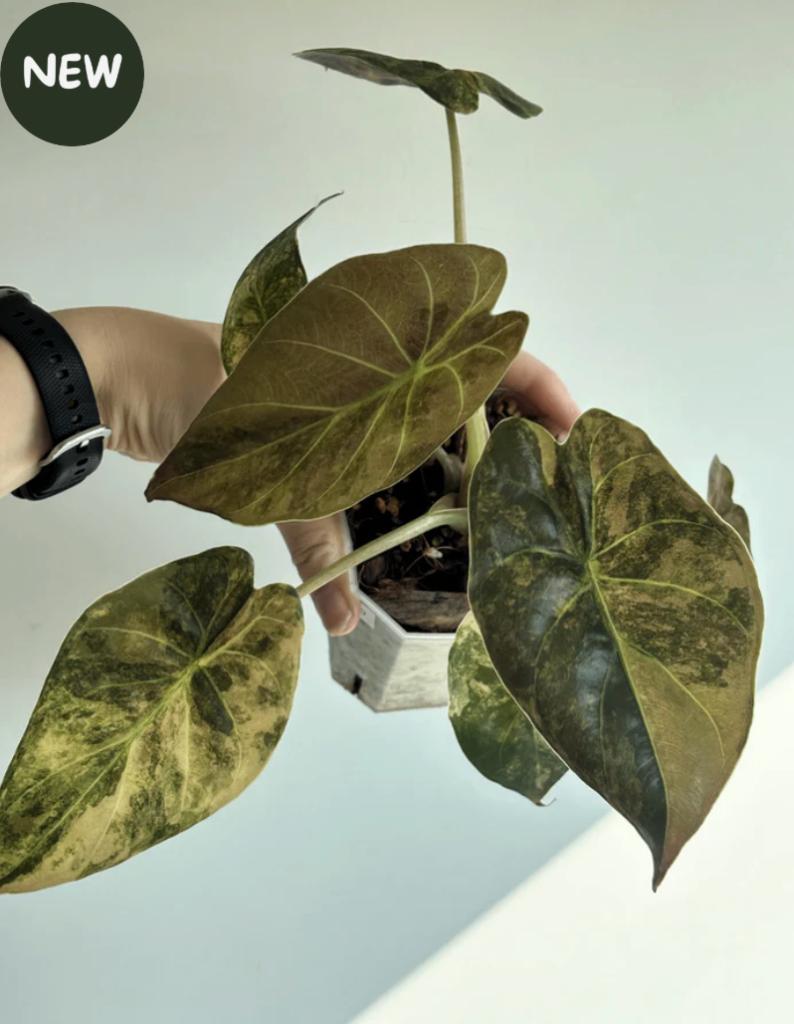Alocasia Wentii Gold Variegated, Huis en Inrichting, Kamerplanten, Ophalen of Verzenden, Halfschaduw, Minder dan 100 cm