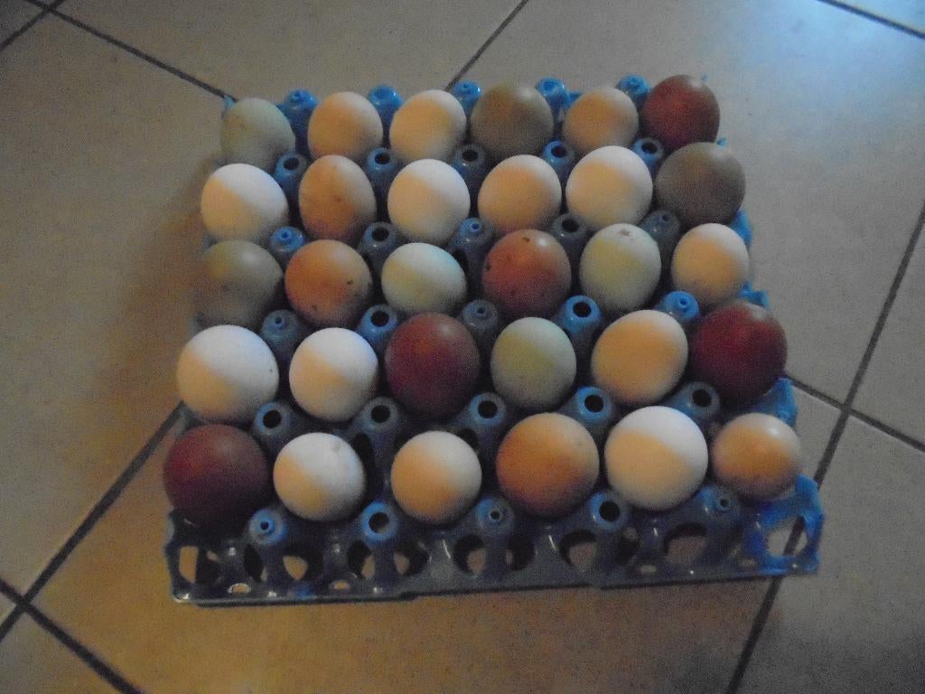 Broedeieren verschillende rassen, Dieren en Toebehoren, Pluimvee, Geslacht onbekend, Kip