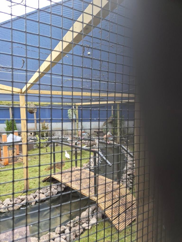 Roodschouder taling, Dieren en Toebehoren, Meerdere dieren, Eend