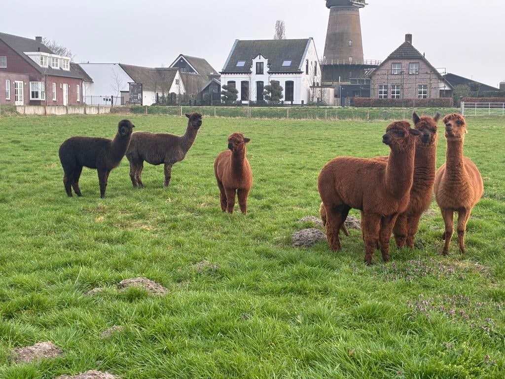 Diverse mooie alpacas te koop, Dieren en Toebehoren, Mei, Meerdere dieren