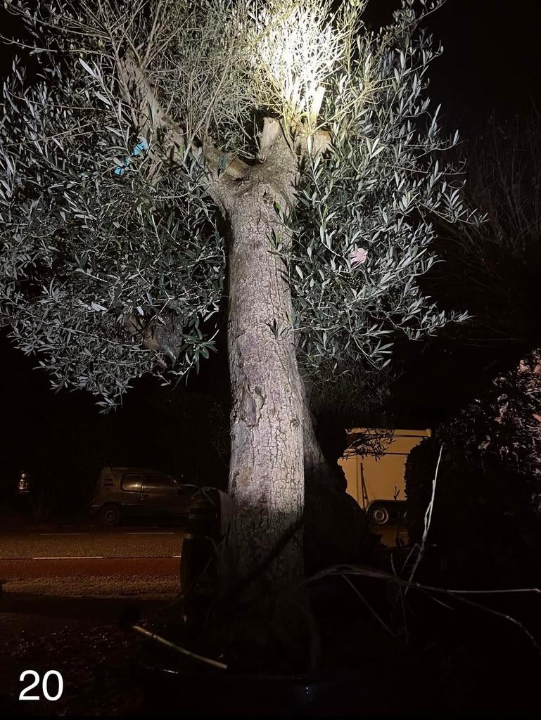 Te koop aangeboden oude olijfboom (Olea europaea)., Tuin en Terras, Bloeit niet, Olijfboom, 250 tot 400 cm, Ophalen