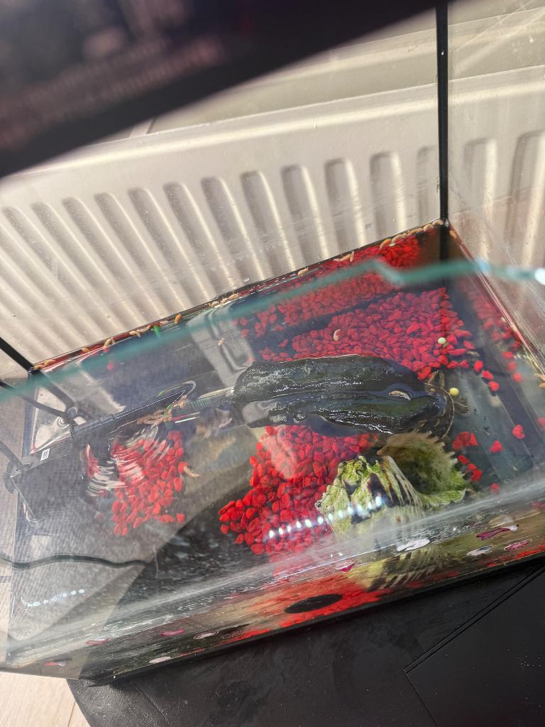 Schildpad, Dieren en Toebehoren, Schildpad, 0 tot 2 jaar