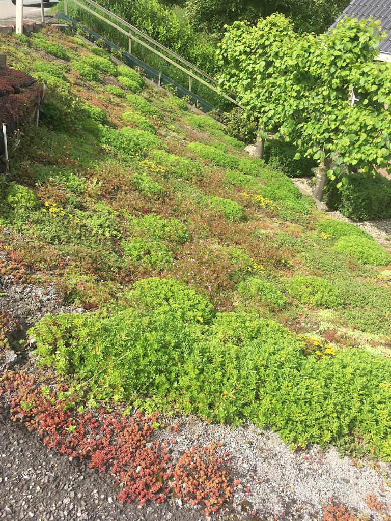 Sedum met kruiden en plantjes groen dak of tuin, Ophalen of Verzenden, Volle zon