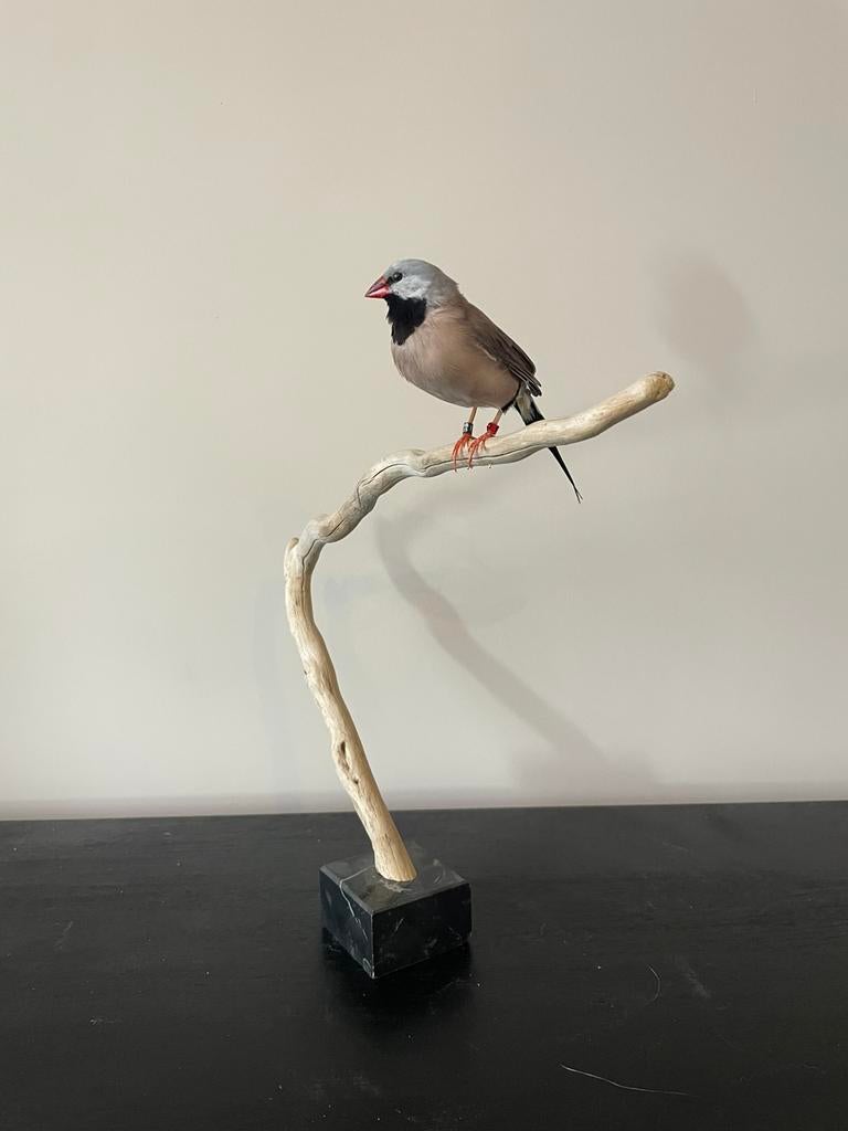 Opgezette spitsstaart amadine - taxidermie- vogel, Ophalen of Verzenden, Zo goed als nieuw, Vogel, Opgezet dier