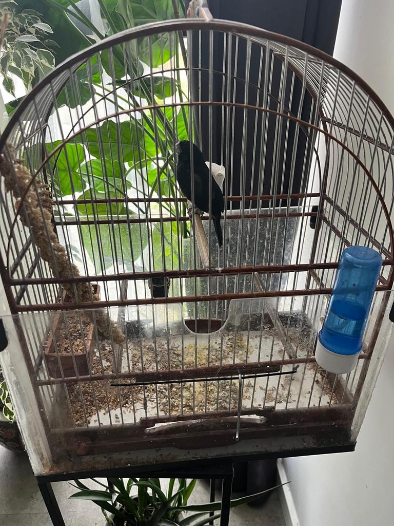 enkele twa twa ,s, Meerdere dieren, Wildzangvogel, Geringd