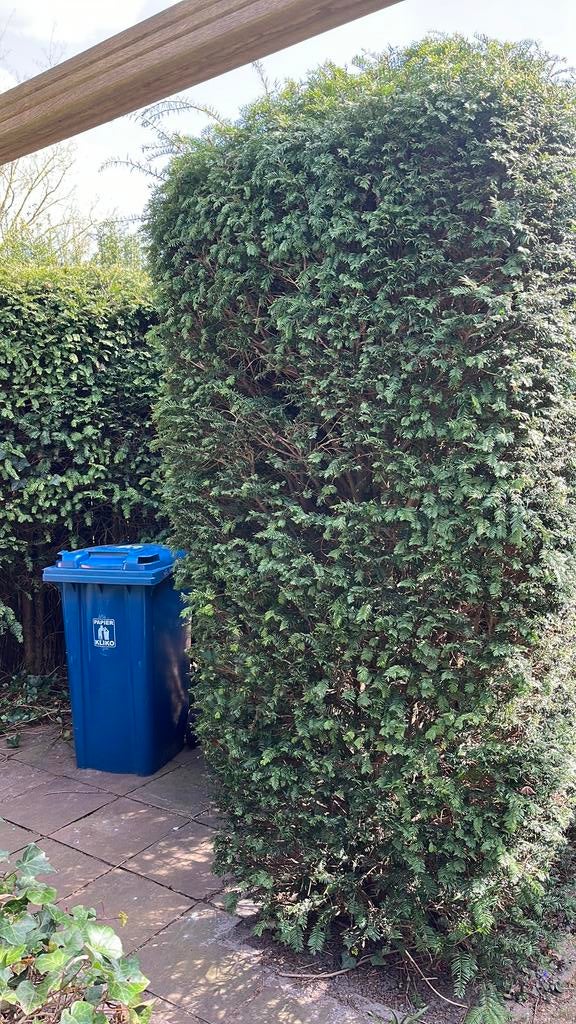Gratis taxus, Ophalen of Verzenden, Taxus