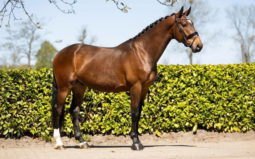 Super lieve dressuurpaard ruin, Dieren en Toebehoren, Paarden, Met stamboom, Ruin, Dressuurpaard, 3 tot 6 jaar