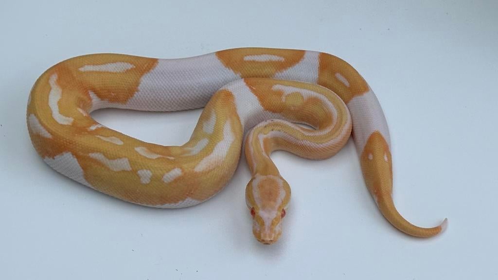 Albino piebalds ball pythons Ball Python - female for sale from Morphisticated Ball Pythons
