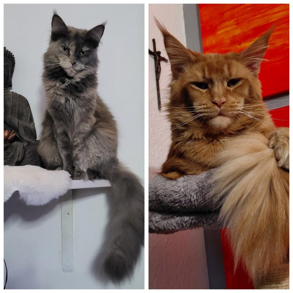 200%XL maine-coon kittens met stamboom, Dieren en Toebehoren, Katten en Kittens | Raskatten | Langhaar, Poes, Met stamboom