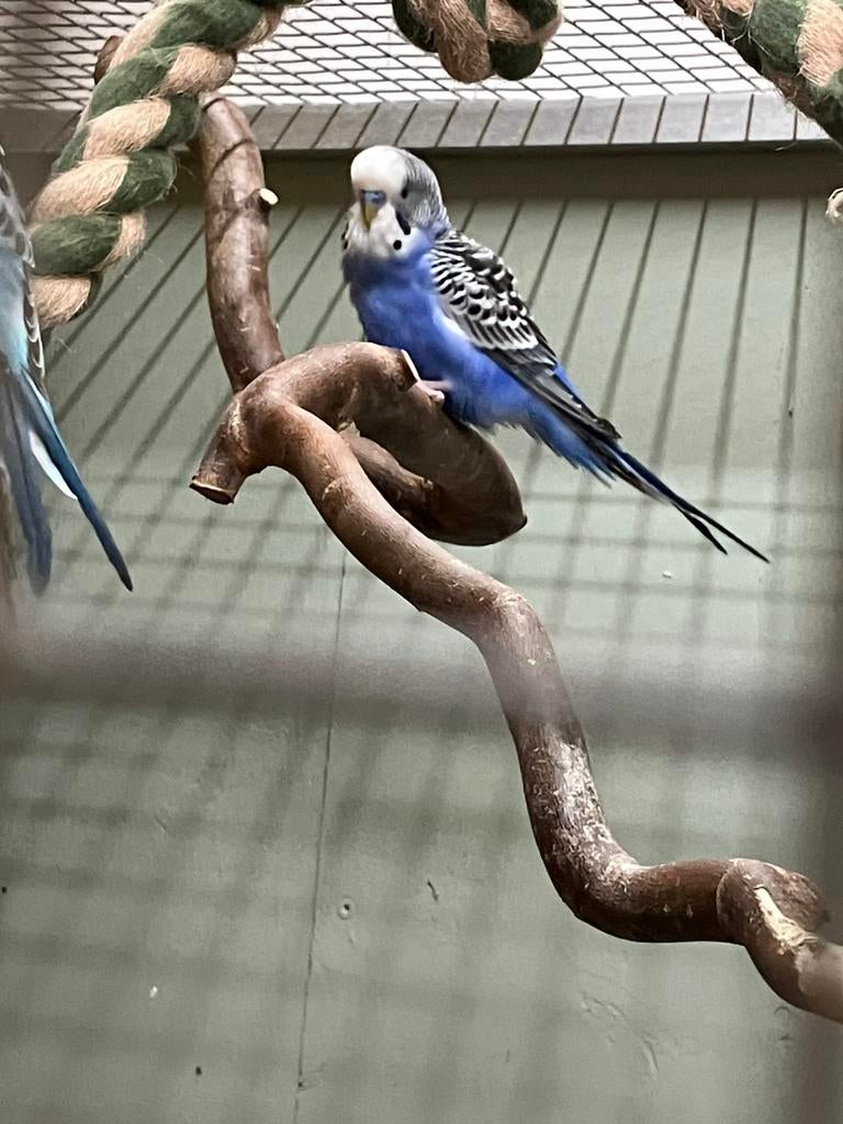 Grasparkieten Mannetjes, Mannelijk, Parkiet
