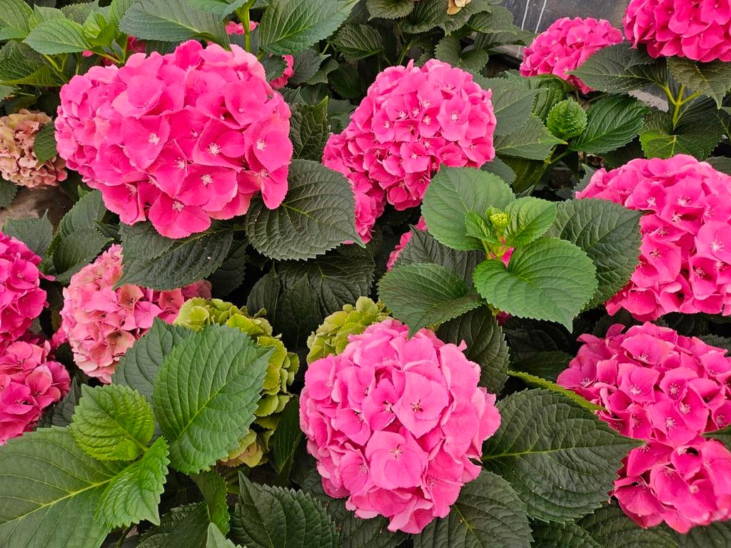 Hortensia, roze, 10 ltr pot, Tuin en Terras, Vaste plant, Halfschaduw, Zomer, Ophalen