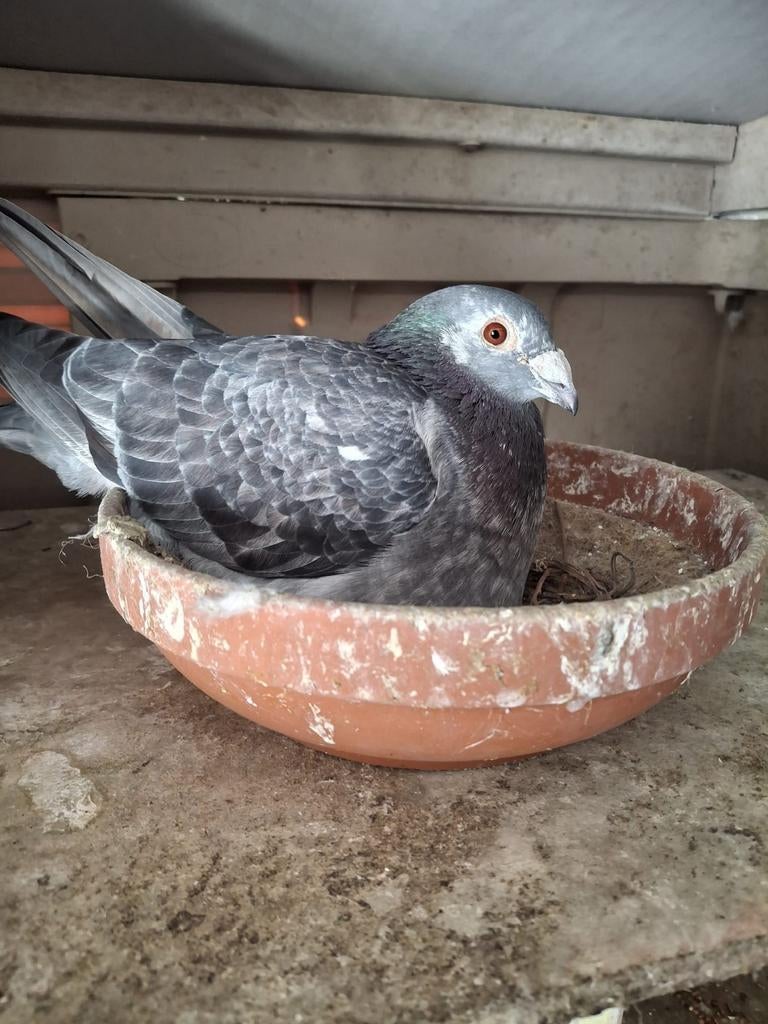 Jonge overnacht duiven, Dieren en Toebehoren, Meerdere dieren, Postduif