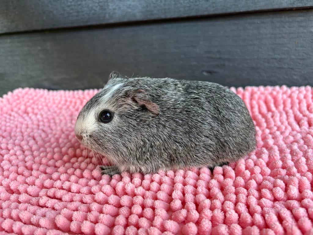 Bont zilveragouti beertje, Dieren en Toebehoren, Februari, Meerdere dieren, Cavia