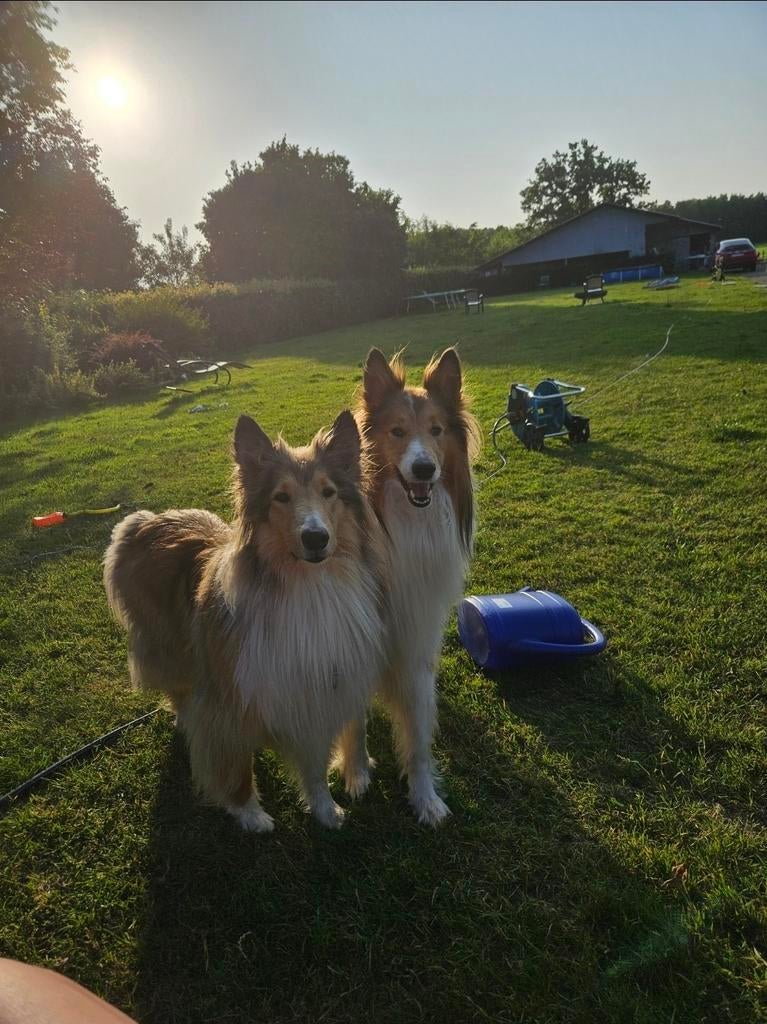 Schotse collies Whisky en Lucy, Dieren en Toebehoren, Teef, Meerdere, 3 tot 5 jaar, Herder